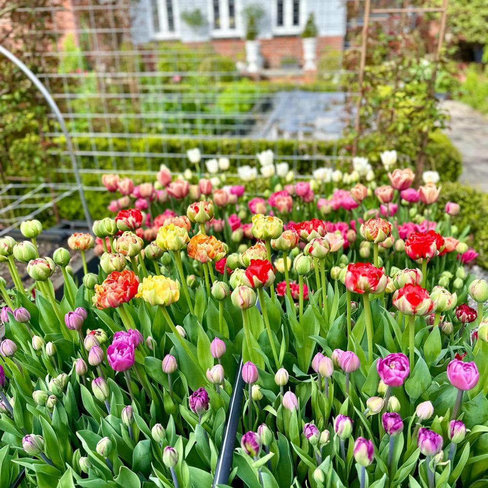 arquitectable-jardin sustentable