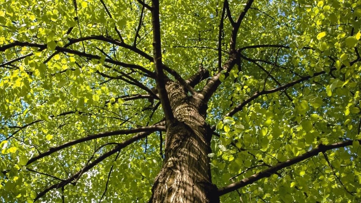 arbol que genera energia