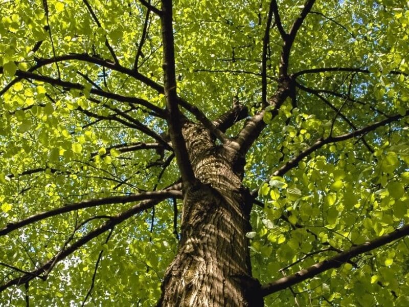 arbol que genera energia
