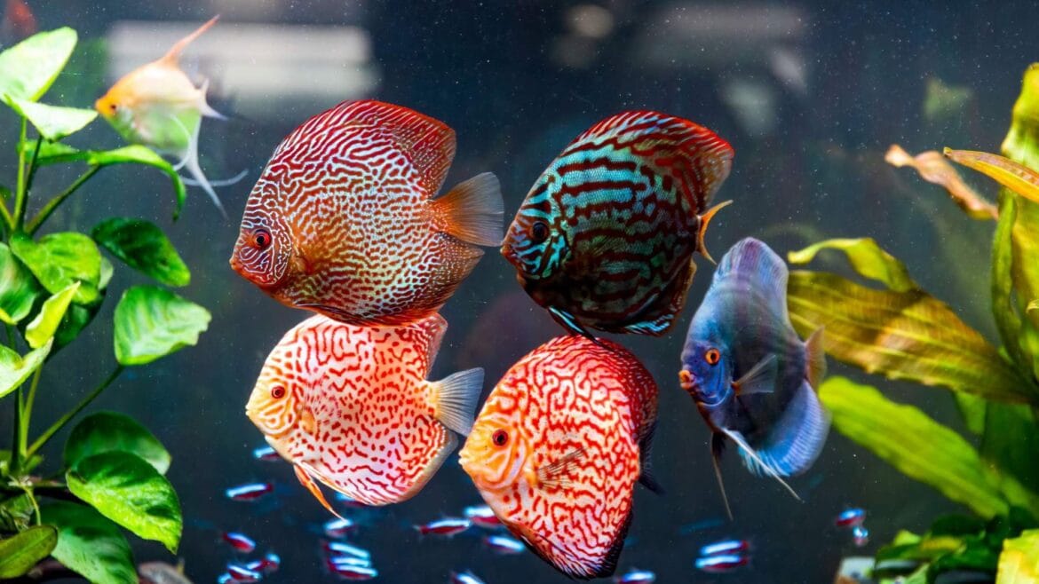 acuario