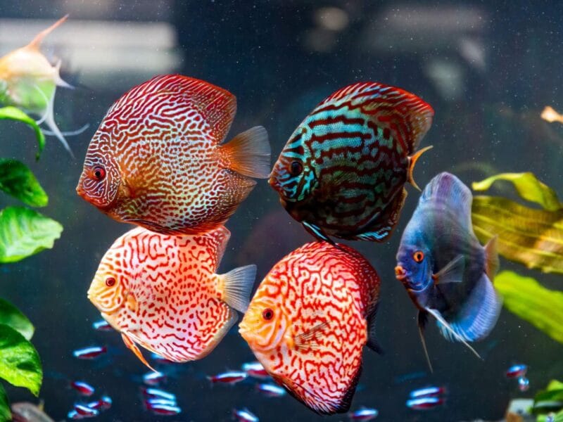 acuario
